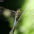 Orthetrum caledonicum (Blue Skimmer) male in Edge Hill<br />Canon EOS 7D + EF70-200 F4.0L + EF1.4x